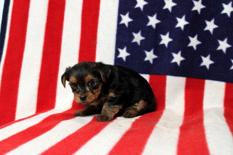 puppy, for, sale, Yorkshire Terrier, Matthew B. Stoltzfus, dog, breeder, Gap, PA, dog-breeder, puppy-for-sale, forsale, nearby, find, puppyfind, locator, puppylocator, aca